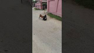 Intense dog fight 1 vs 2 🔥🔥shorts Dogfight streetdog [upl. by Natiha252]