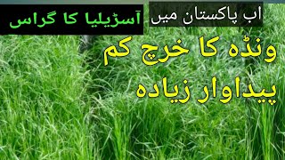 DrKhalidchannel Rye grass new model of inter crop with alfalfa 4 year fodder for 12 month [upl. by Jerol541]