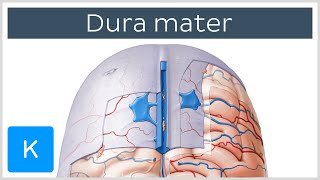 Dura mater  Function Location amp Layers  Neuroanatomy  Kenhub [upl. by Moth54]