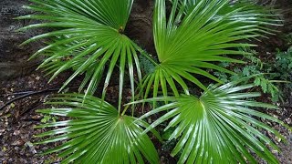 Growing livistona chinensis from seed [upl. by Ailugram]