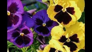 Фиалка Viola Garden flowers209 Декоративные растения [upl. by Egbert]