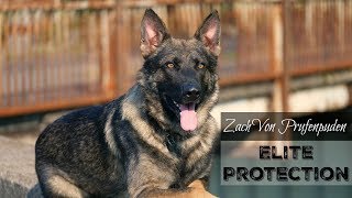 “Zach” Elite Executive Level Family Protection Dog For Sale [upl. by Odrareg]