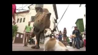 Dog vs Dinosaur  SANTA BARBARA ZOO [upl. by Dilly871]