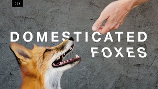 We met the world’s first domesticated foxes [upl. by Aihsikal]