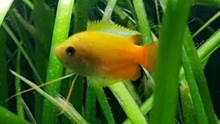 The Honey Gourami  Great Centrepiece Fish for the Small Aquarium [upl. by Robinet]