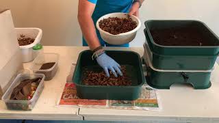 How to Start a Vertical Worm Bin Vermihut Tray 3  Which Bedding amp Food I Use Vermicompost WormFarm [upl. by Hanahs]