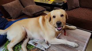 Lucky ko mummy ka kaam krna pasand nahi labra dog labr dogs dogbreed funny labrador cute [upl. by Mckay72]