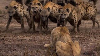 ضباع تاكل فريسة حية  Hyenas eating live prey [upl. by Woodson837]