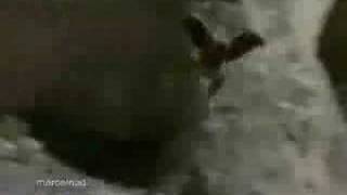 Eagle Throws Goat off Cliff [upl. by Georgetta]