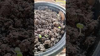 Seed germination in food boxfast germination best out of waste [upl. by Basham]