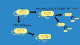 Bacteriophage Lambda  Cro and cI [upl. by Akemahc]