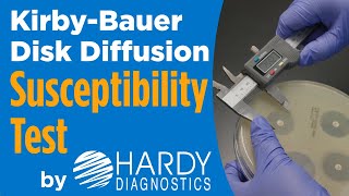 How to do a KirbyBauer Disk Diffusion Antimicrobial Susceptibility Test [upl. by Nellek]