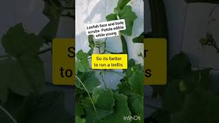 How toplant Loofah patola face amp body scrub also for soup dish viral youtube short garden [upl. by Reube]