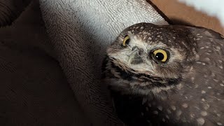 Inspecting a found Burrowing Owl for injuries before releasing it back into the wild [upl. by Namzed]