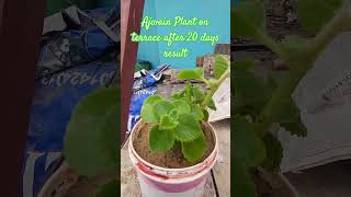 Ajwain plant on terrace 30 days result gardening ajwainplant shorts [upl. by Otte]