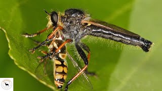 Robber Fly  The Hunting Insect [upl. by Laurin]