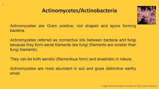 Overview Actinomycetes [upl. by Mojgan107]