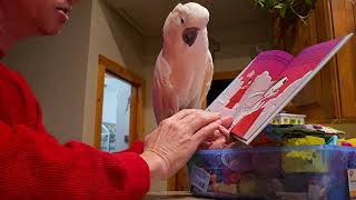 Reading A Story To A Cockatoo [upl. by Ben]