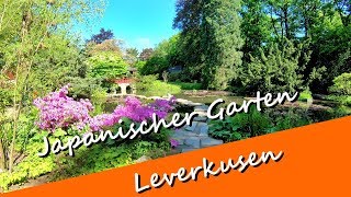 Der Japanischer Garten in Leverkusen  Anfang Mai 2018  Sind noch viele blühende Pflanzen zu sehen [upl. by Enairda976]