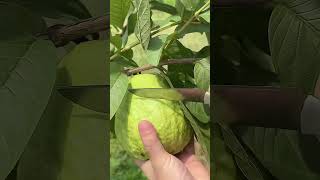 Kya fal Hai Amrit ka🍐 farming relaxingflutemusic freshapple relaxingflutesound automobile [upl. by Yancey]