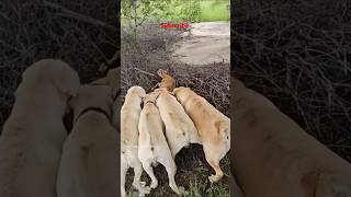 Kaalu Or Roxi  Chota Bachha He Voanimalsneedpeople pets labrador animals dog shorts doglover [upl. by Alistair268]