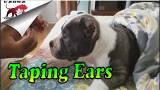 🐶 How to Fix Cropped Ears on Your American Bully Puppy A StepbyStep Guide  From Floppy to Stand🦴 [upl. by Beichner]