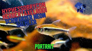 SCHWARZER NEON Salmler I Hyphessobrycon herbertaxelrodi I TAX [upl. by Auqenahc]