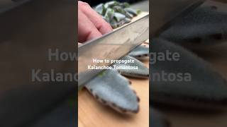 Succulent Leaf Propagation  Kalanchoe Tomantosa  Chocolate Soldier  Panda Plant [upl. by Idid78]