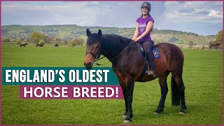 Riding the Cleveland Bay Horse in the UK [upl. by Leima890]