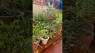 En veettu Thottam 🌿🌸🥀garden tamilsong gardening flowers plants plantslove rangoli indiana [upl. by Barayon]