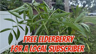 FREE Elderberry plants to a good home  local pickup 2 year old plants [upl. by Cullie989]