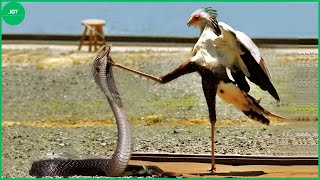 35 Moments Secretary Bird Kicked The Brutal King Cobra In The Head For Revenge  Animal Fight [upl. by Yendirb966]