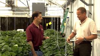 Video 10 Arizona Strawberry Cultivar Selection [upl. by Ruenhcs]