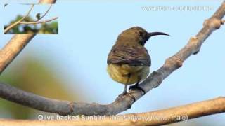 A Singing Olivebacked Sunbird [upl. by Aelak]