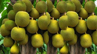 Crazy Skills Jackfruit Tree With Onion Grow Fast 100 Success [upl. by Imehon]