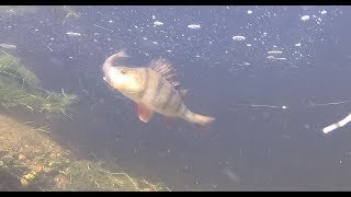 Top Pike and Perch attacks on Minnows [upl. by Bertilla627]