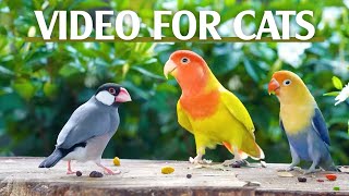 🔴 LIVE Birds Chirping and Flying – The Ultimate Video for Cats to Watch  CatTV Central [upl. by Ule508]