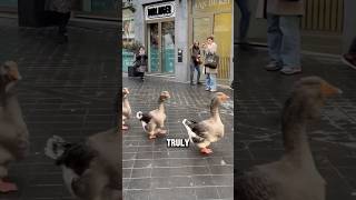 Ducks Marching in Perfect Sync 🦆🎶 shortsviral animals funnyanimals [upl. by Auqinahc]