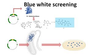 blue white screening [upl. by Hanus]