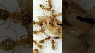 Lasius Flavus ants having a feast part 3 macro edsants weloveants antsinvasion cute [upl. by Anivlac]