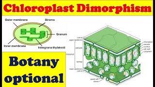 Chloroplast Dimorphism Dimorphic Chloroplast Two Types of Chloroplast in C4 Plants Botany Video [upl. by Oigres]