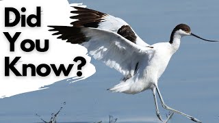 Things you need to know about the AVOCET [upl. by Ribaudo]