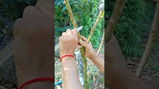 A111 Grafting fruit trees techniques grafting lemon wedges shorts easy YouTube youtubeshorts [upl. by Nrojb]