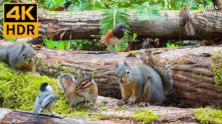 Cat TV for Cats to Watch 😺 Pretty Birds Chipmunks Squirrels in the Forest 🐿 8 Hours 4K HDR [upl. by Talya663]