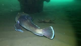 Stargazer fish buries itself [upl. by Fritzie]