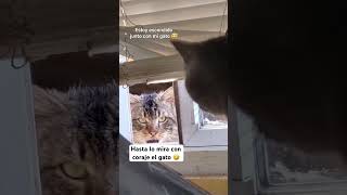 Así no yo salgo 🤣 gatos humor memes videosgraciosos [upl. by Lledyr683]