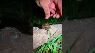 Catching frogs for fun  Big frog funny when catch them  Funny froggy  Funny frog videos [upl. by Patric969]