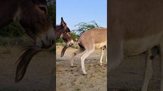 wildlife gadha funnyanimal reels youtuber [upl. by Ifar908]