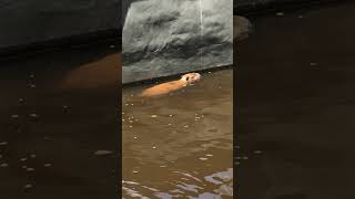 Capybaras Taking A Swim [upl. by Doty]