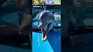 Cute Dolphin 🐬 Beautiful Sound dolphin fish trendingshorts shorts [upl. by Jacklin965]